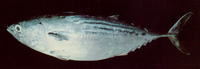 Euthynnus lineatus, Black skipjack: fisheries, gamefish