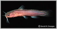 Noturus nocturnus, Freckled madtom: