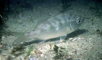 Eucinostomus lefroyi, Mottled mojarra: