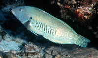 Coris flavovittata, Yellowstripe coris: aquarium