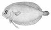 Tosarhombus neocaledonicus, :