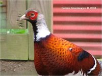 Elliot's Pheasant Syrmaticus ellioti