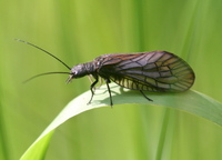 Sialis lutaria - Alderfly