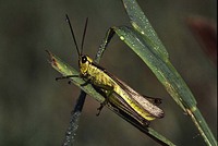 Mecostethus alliaceus