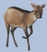 Image of: Cephalophus dorsalis (bay duiker)