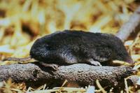 Image of: Cryptotis parva (least shrew)