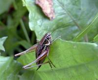 Bicolorana roeselii - Roesel's Bush-Cricket