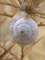 Cernuella virgata - Maritime Gardensnail
