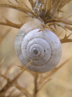 Cernuella virgata - Maritime Gardensnail