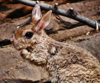 Image of: Pedetes capensis (spring hare)