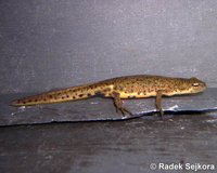 Triturus maltzani