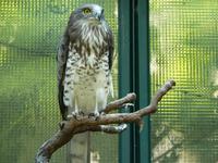 Circaetus gallicus - Short-toed Eagle