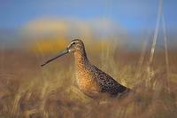 Limnodromus scolopaceus - Long-billed Dowitcher