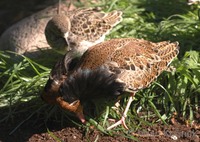 Philomachus pugnax - Ruff