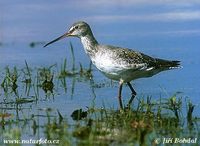 Tringa erythropus - Spotted Redshank