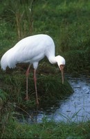 Grus leucogeranus - Siberian White Crane