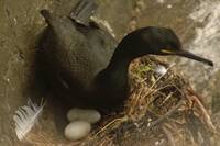 Phalacrocorax aristotelis - European Shag