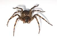 Image of: Dolomedes