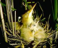 Image of: Ixobrychus exilis (least bittern)