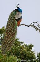 Image of: Pavo cristatus (Indian peafowl)