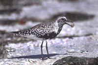 Image of: Pluvialis squatarola (grey plover;black-bellied plover)