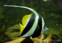 Heniochus acuminatus - Longfin Bannerfish