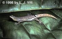 Image of: Sphaerodactylus millepunctatus