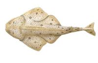 Image of: Squatina californica (Pacific angel shark)