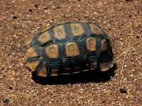 Kinixys belliana belliana - Bell's Hinged Tortoise