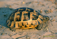 Testudo graeca - Spur-thighed Tortoise