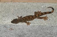 Thecadactylus rapicauda - Turnip-tailed Gecko