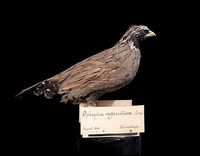 Himalayan Quail - Ophrysia superciliosa