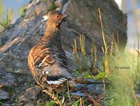 Chestnut-throated Partridge - Tetraophasis obscurus