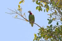 Claret-breasted Fruit Dove - Ptilinopus viridis