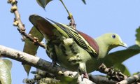 Pompadour Green Pigeon - Treron pompadora