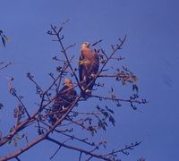 Pallas's Fish Eagle - Haliaeetus leucoryphus