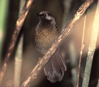 Red-winged Laughingthrush - Garrulax formosus