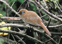 Rusty Laughingthrush - Garrulax poecilorhynchus