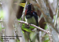 Black-throated Sunbird - Aethopyga saturata