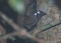 Cambodian Laughingthrush - Garrulax ferrarius