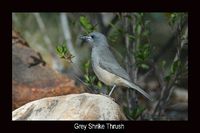 Grey Shrike-thrush