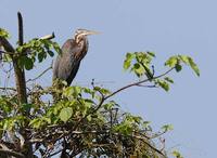 Purple Heron (Ardea purpurea) photo