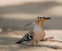 Madagascar Hoopoe (Upupa marginata) photo