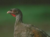 Chaco Chachalaca - Ortalis canicollis