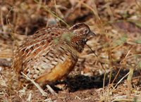 Barred Buttonquail - Turnix suscitator