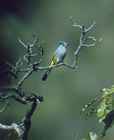Gray Silky-flycatcher (Ptilogonys cinereus) photo