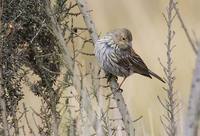 Plumbeous Sierra-Finch (Phrygilus unicolor) photo