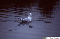 Ross' Gull - Rhodostethia rosea