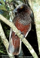 New Zealand Kaka - Nestor meridionalis