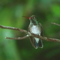 Glittering-throated Emerald - Polyerata fimbriata